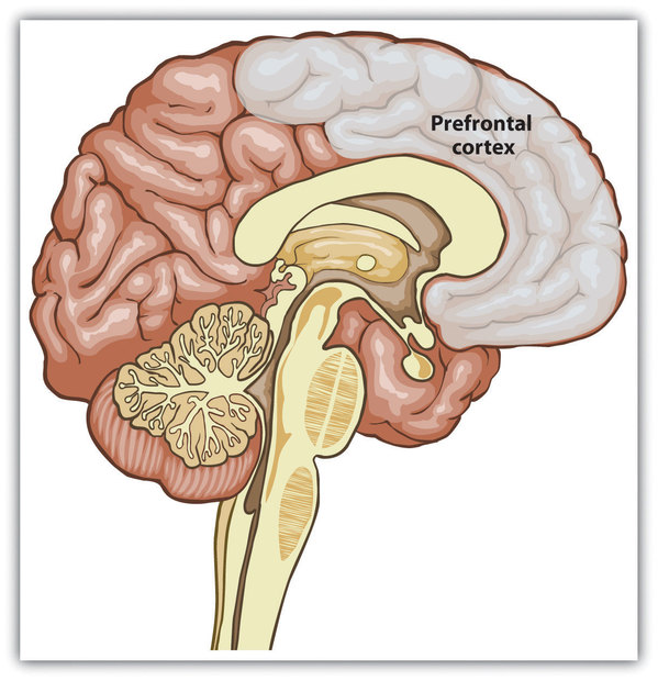 Structure Prefrontal Cortex 9443